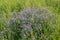 Wild elegant plants and herbs of the forest meadow. Grass mouse peas with blue purple flowers