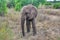 Wild Elephant in Africa