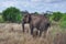 Wild Elephant in Africa