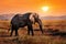 Wild elephant in the African savanna against the background of a beautiful orange sunset.