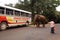 Wild Elephant, Bus and Man
