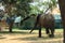 Wild elephant on the campsite