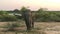 Wild elephant eating grass, Yala National Park, Sri Lanka.