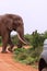 Wild elephant encounter on a safari game drive