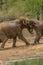 Wild Elephant fight