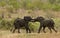 Wild elephant fighting and playing, african savannah, Kruger, South Africa