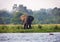 Wild elephant & hippo Nile river Uganda Africa