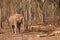 Wild elephant in Laos