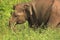 Wild Elephant after Muddy Bath with Grass Fields