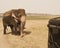 Wild elephant near safari vehicle ,srilanka