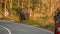 Wild elephant near vehicle on road