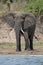 Wild elephant in Queen Elizabeth National Park, Uganda
