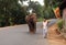 Wild Elephant on the Road