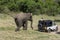 A wild elephant in Sri Lanka.