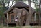 Wild elephant standing next to the tent camp. Zambia. Lower Zambezi National Park.