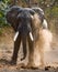 Wild Elephant throws the dust. Zambia. South Luangwa National Park.