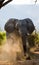 Wild Elephant throws the dust. Zambia. South Luangwa National Park.