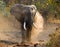 Wild Elephant throws the dust. Zambia. South Luangwa National Park.