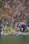 Wild Elephant tusker on the bank of river in the forest