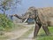 Wild Elephant tusker in the forest of India