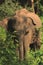 Wild Elephant under Shade with Nature Place