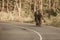 Wild elephant walking on street , srilanka