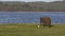 Wild elephants eating grass