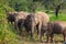 Wild elephants eating grass, Hurulu Eco Park, Sri Lanka