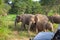 Wild elephants eating grass, Hurulu Eco Park, Sri Lanka