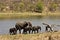 Wild elephants family on the river bank, Kruger national park, SOUTH AFRICA