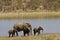 Wild elephants family on the river bank, Kruger national park, SOUTH AFRICA