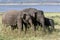 Wild elephants graze at Minneriya National Park in central Sri Lanka.