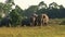 Wild elephants in Khao Yai Thailand