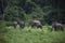 Wild elephants live in deep forest in national park