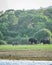 Wild elephants parents wild little baby