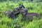 Wild elephants playing beside the road near Habarana in Sri Lanka.