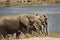 Wild elephants on the river bank, Kruger national park, SOUTH AFRICA