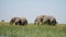 Wild Elephants seen on a river during a canoe safari in the Moremi Game Reserve in Okavango Delta, Botswana.