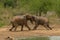 Wild Elephants wrestling