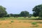 Wild elephants in the Yala National Park