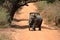 Wild elephants in the Yala National Park of Sri Lanka