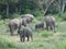 Wild Elephants in Yala National Park ,Sri Lanka