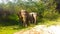 Wild elephants in Yala park