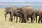 Wild eliphant sri lanka, family,protection,new born sri lanka wild life