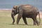 Wild eliphant sri lanka, family,protection,new born sri lanka wild life