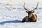 Wild Elk or also known as Wapiti Cervus canadensis in Banff Na