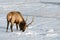 Wild Elk or also known as Wapiti Cervus canadensis in Banff Na