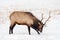 Wild Elk or also known as Wapiti Cervus canadensis in Banff Na