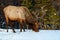 Wild Elk or also known as Wapiti Cervus canadensis in Jasper National Park, Alberta, Canada