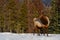 Wild Elk or also known as Wapiti Cervus canadensis in Jasper National Park, Alberta, Canada